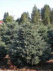 Black Hills Spruce